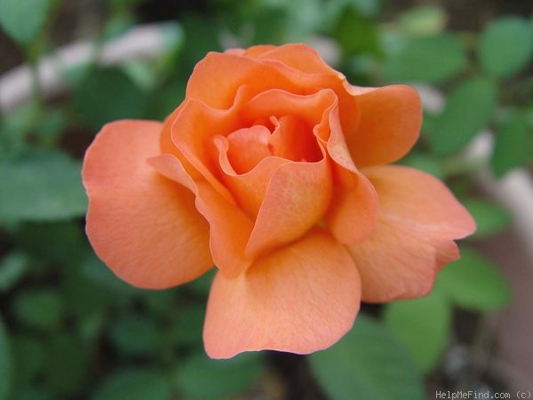 'Tea Time (hybrid tea, Evers/Tantau, 1994)' rose photo