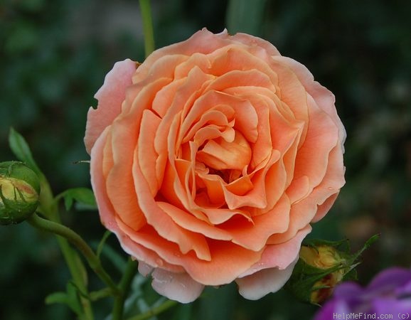 'Polka 91' rose photo