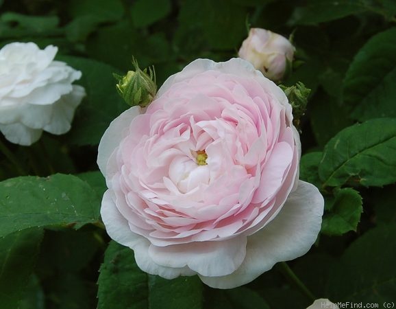 'Duchesse De Montebello (hybrid China, Laffay, 1824)' rose photo