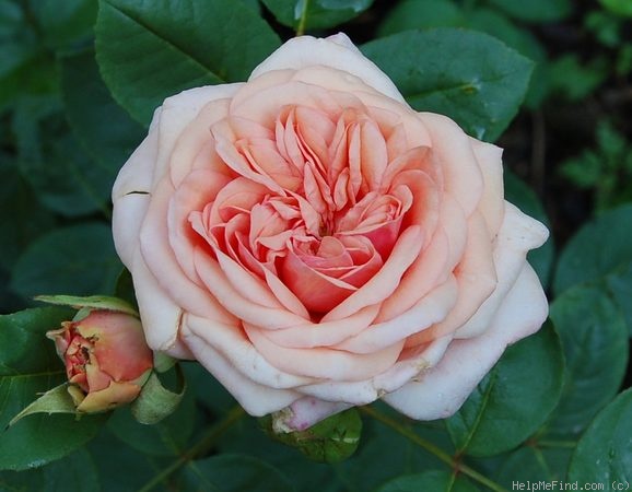 'Proud Bride ®' rose photo