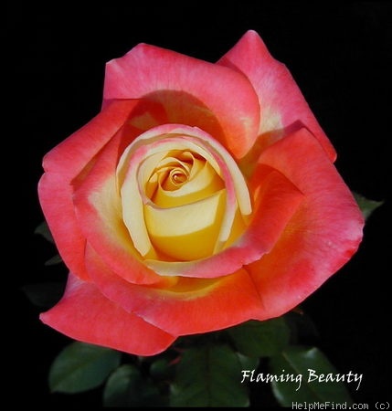 'Flaming Beauty' rose photo