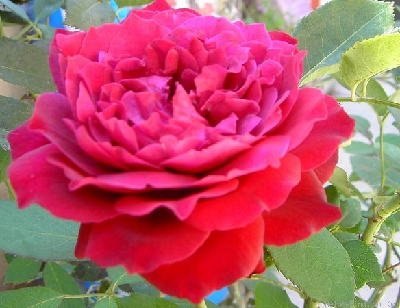 'Janice Kellogg ®' rose photo