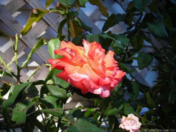 'MacGreli Tiger' rose photo