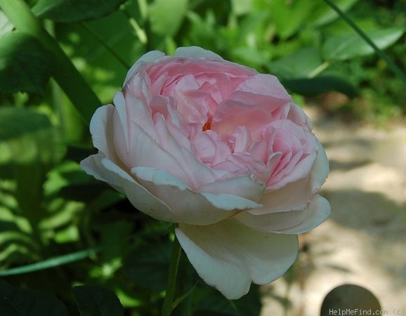 'Scepter'd Isle ®' rose photo