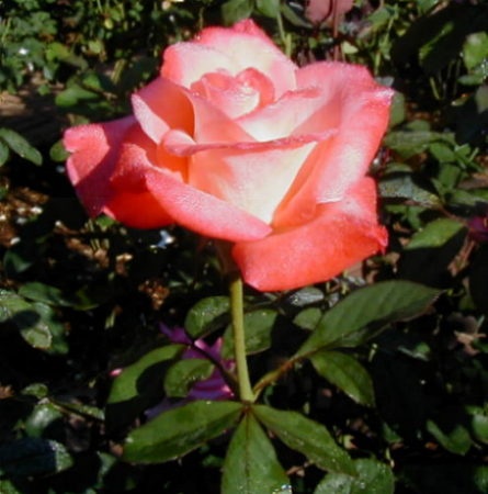 'Tampa Bay Rosarian'  photo