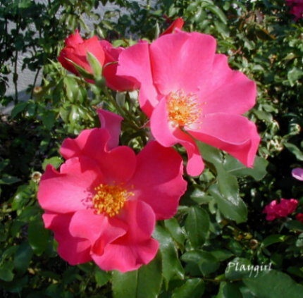 'Playgirl ™' rose photo