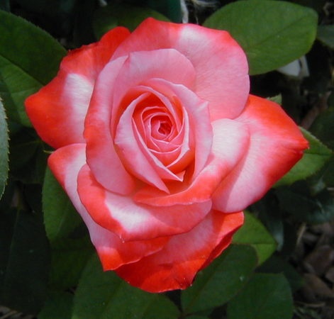 'Tampa Bay Rosarian'  photo