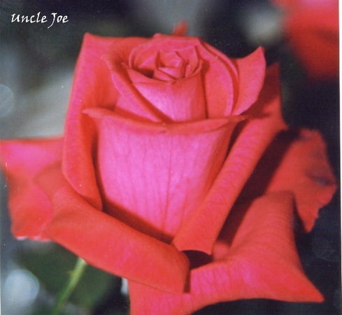 'Uncle Joe' rose photo