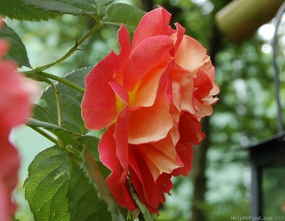'Gebrüder Grimm ®' rose photo