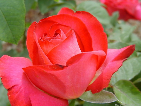 'Brooks Red' rose photo