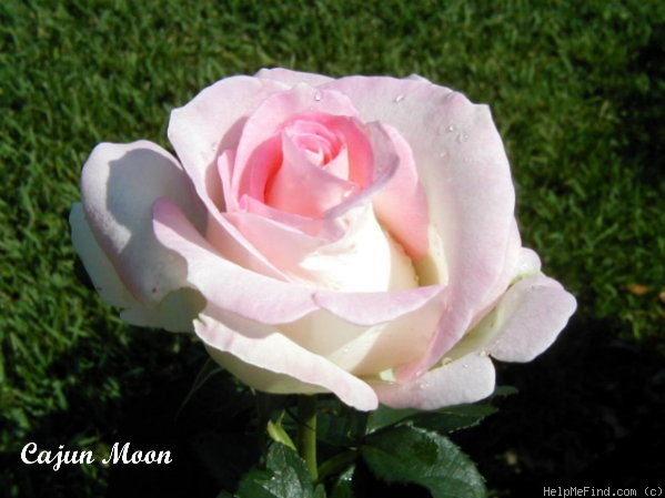 'Cajun Moon' rose photo