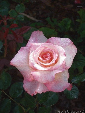 'Cajun Queen' rose photo
