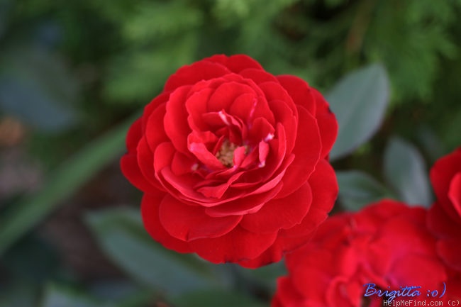 'Mariandel ®' rose photo