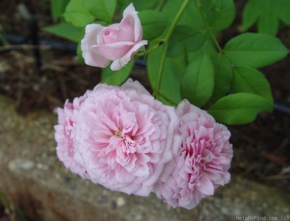 'Marquise Orsola Spinola' rose photo