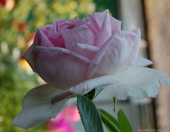 'Conrad Ferdinand Meyer' rose photo