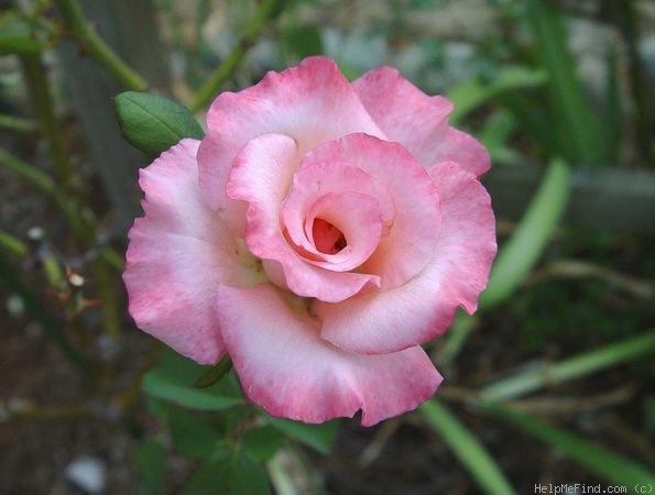 'Angela Lansbury' rose photo