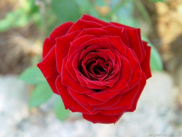 'Black Pearl (hybrid tea, Delbard 1976)' rose photo