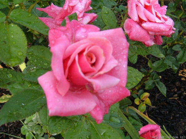 'First Prize' rose photo