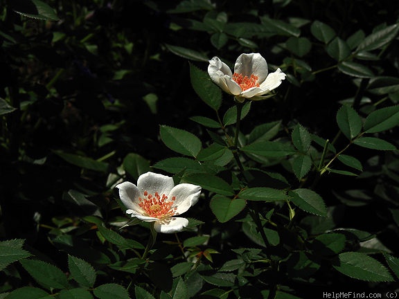 'Grace Seward' rose photo