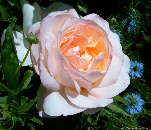 'Isabelle Autissier ®' rose photo