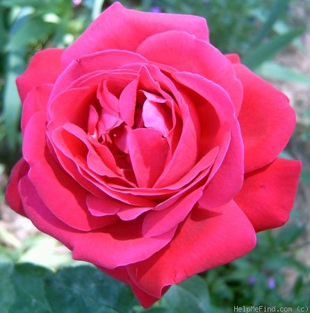 'American Home (Hybrid Tea, Morey, 1960)' rose photo