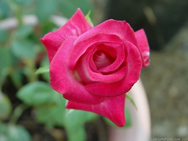 'Distant Sounds' rose photo