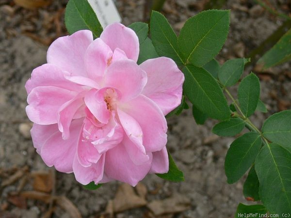 'Berthe Baron' rose photo