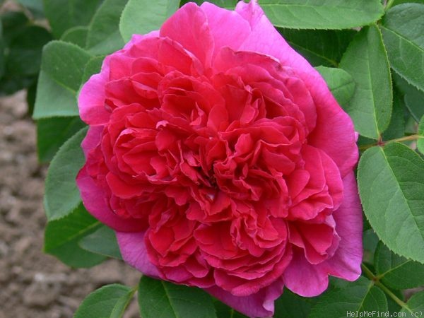 'Glory of Waltham' rose photo