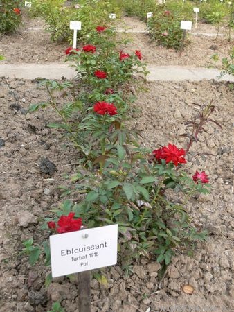 'Éblouissant' rose, click to enlarge 'Éblouissant' rose photo