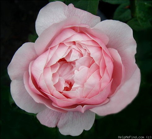 'Alnwick Castle' rose photo