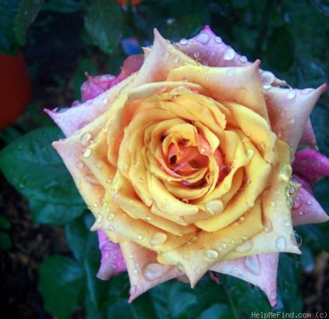 'Cherry Brandy ® (hybrid tea, Evers/Tantau before 1984)' rose photo