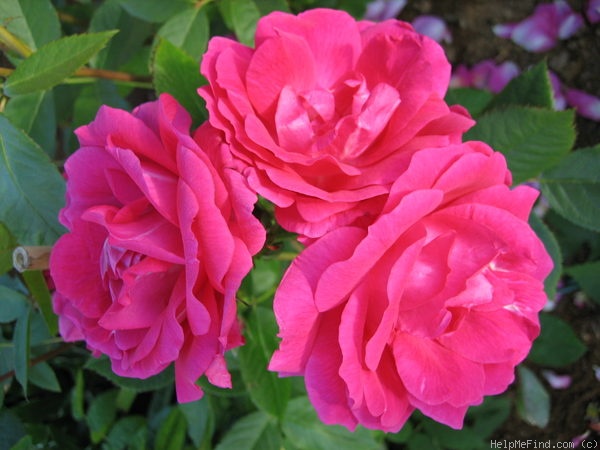 'Morden Centennial' rose photo