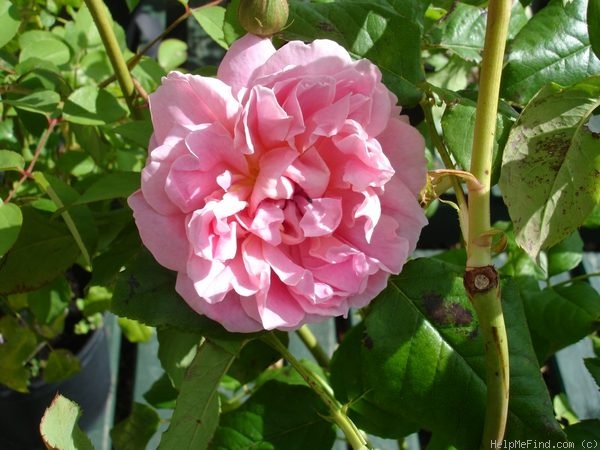 'Merrie England' rose photo