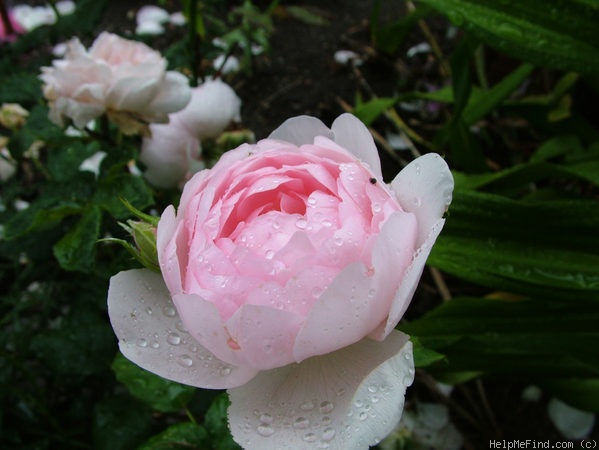 'Scepter'd Isle ®' rose photo