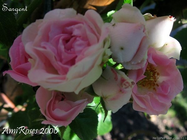 'Sargent' rose photo