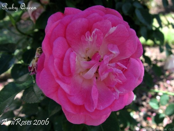 'Ruby Queen' rose photo