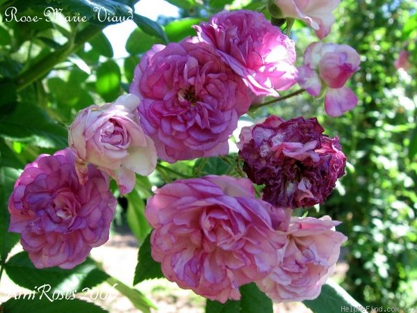 'Rose-Marie Viaud' Rose