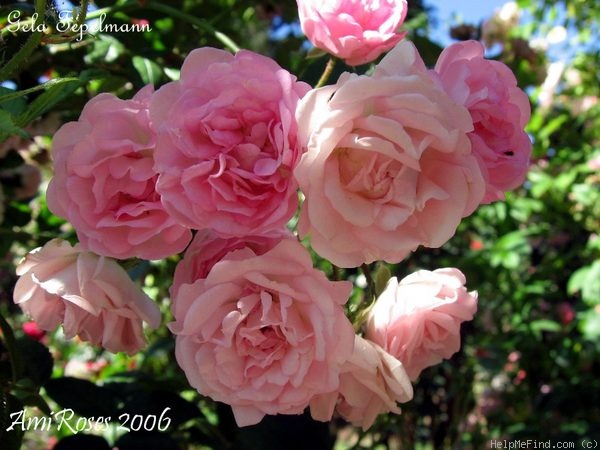 'Gela Tepelmann' rose photo