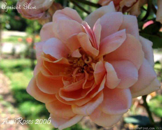 'Apricot Glow' rose photo