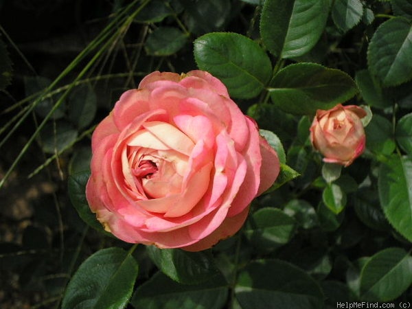 'Acropolis ®' rose photo