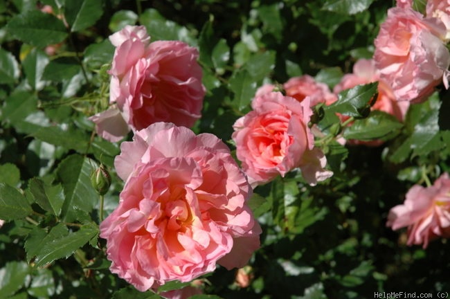 'Jolly Dance' rose photo