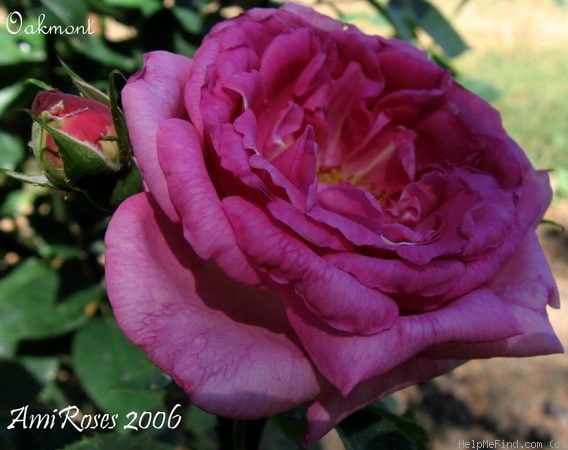 'Oakmont' rose photo