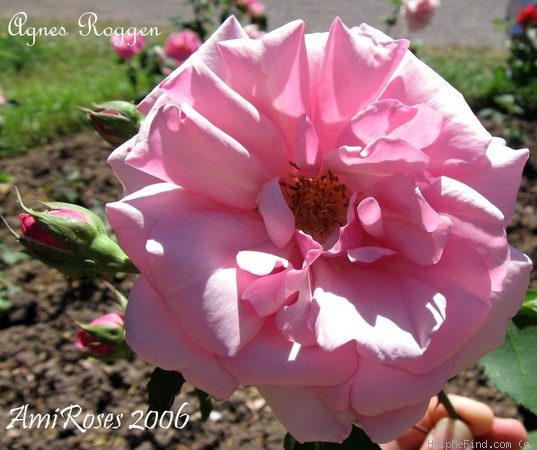 'Agnes Roggen' rose photo