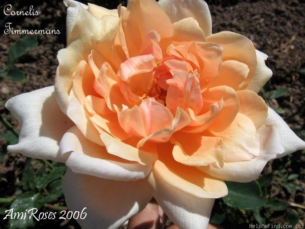 'Cornelis Timmermans' rose photo