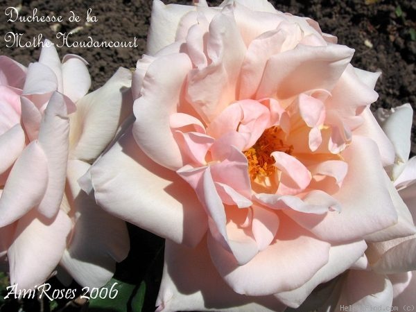 'Duchesse de la Mothe-Houdancourt' rose photo
