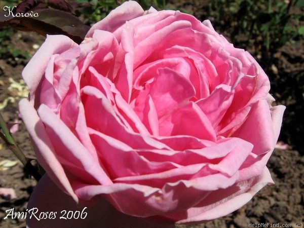 'Korovo' rose photo