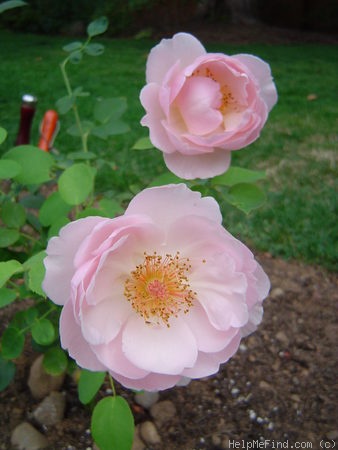 'Belle Story' rose photo