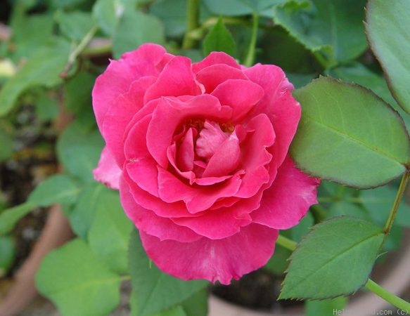 'Bon-Bon (floribunda, Warriner 1974)' rose photo