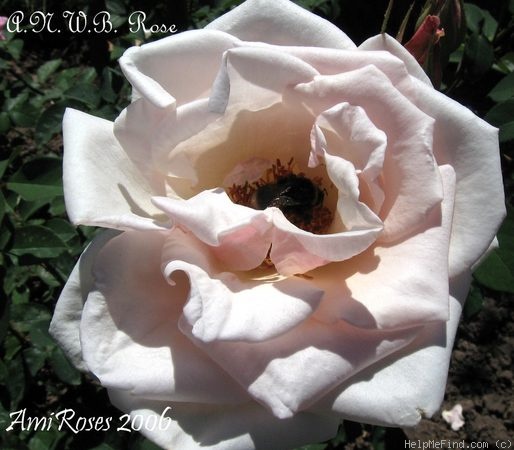 'A.N.W.B. Rose' rose photo