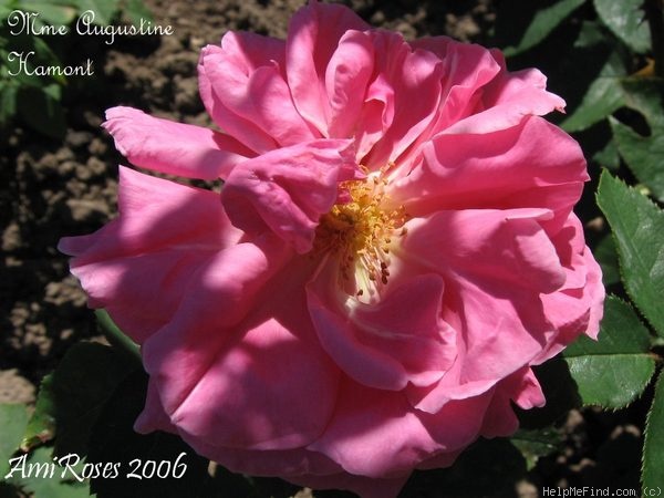 'Madame Augustine Hamont' rose photo